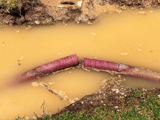 Best Water damage cleanup near me  in Whitney, NV